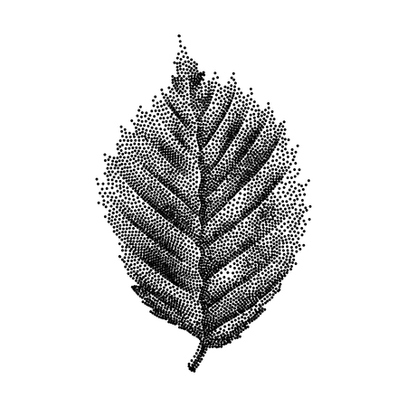 Engraving Birch Leaf Hand Drawn Vector Illustrationのイラスト素材