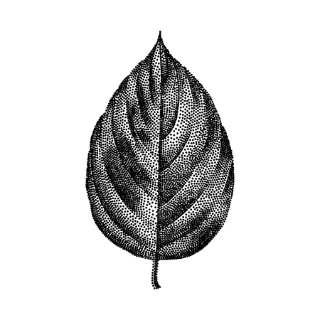 Engraving Poplar Leaf Hand Drawn Vector Illustrationのイラスト素材