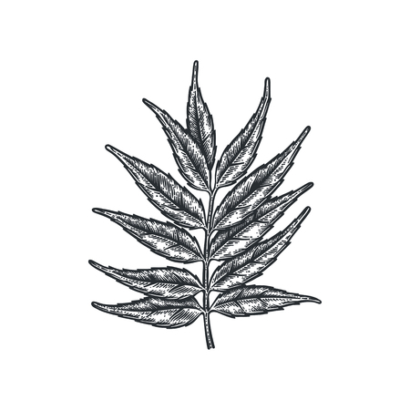 Engraving Rowan berryのイラスト素材