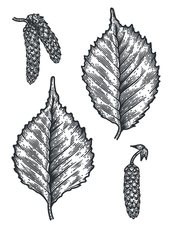 Engraving Birch Leaf and Seedのイラスト素材
