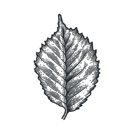 Engraving Birch Leafのイラスト素材
