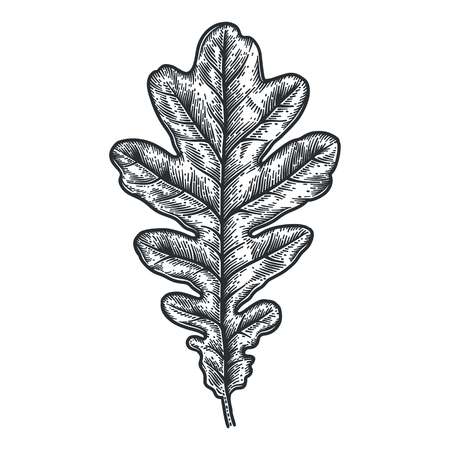Engraving Oak Leafのイラスト素材