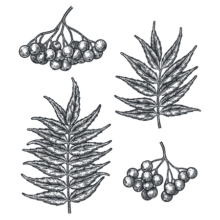 Engraving Rowan Leaf and Berry isolated on white background.のイラスト素材