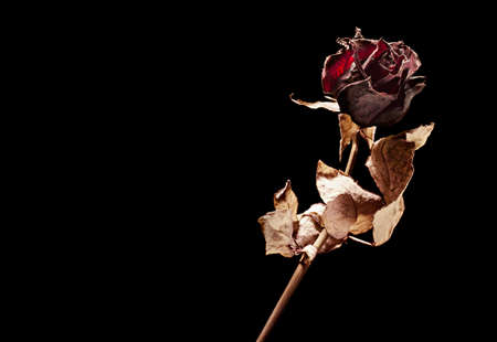 dead rose on black backgroundの写真素材