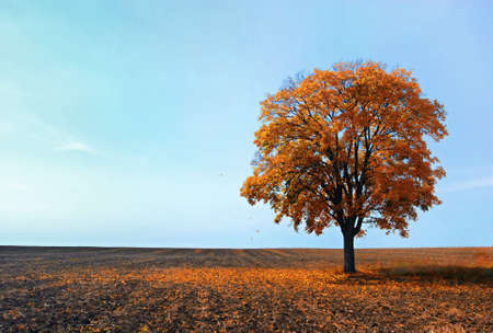 falling leaves