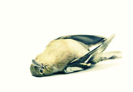 isolated dead bird acidic versionの写真素材
