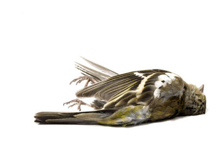 isolated dead birdの写真素材