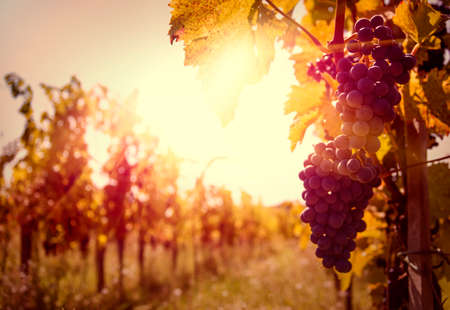 Vineyards at sunset in autumn harvestの写真素材