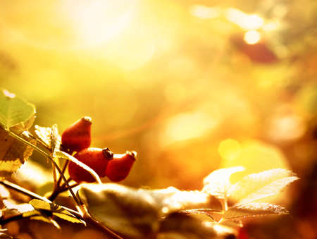 dewy rosehip in the autumnの写真素材