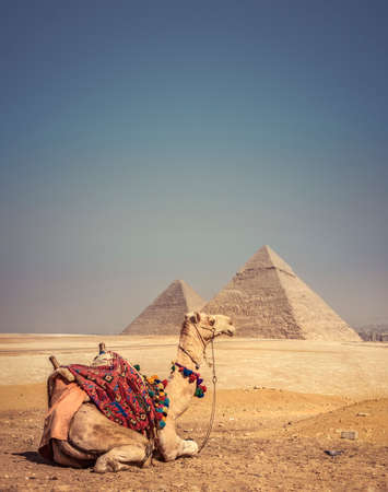 Camel with the Pyramids of Gizeh, Egyptの写真素材