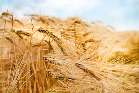 ripe wheat field before harvestの写真素材