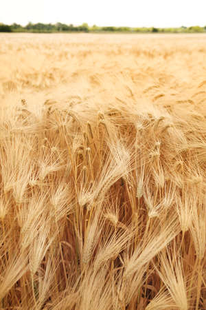 ripe wheat field before harvestの写真素材