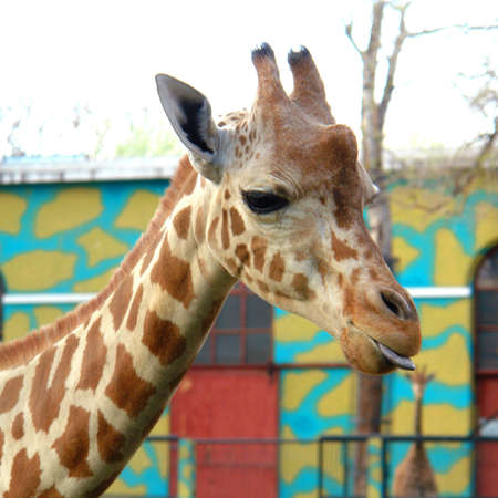 giraffeの写真素材