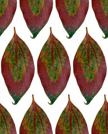 Leaves reapeting texture on the white background in high resolution.の写真素材