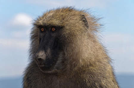 Looking monkeyの写真素材