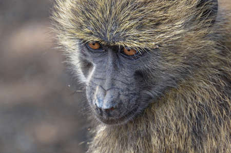 Looking monkeyの写真素材