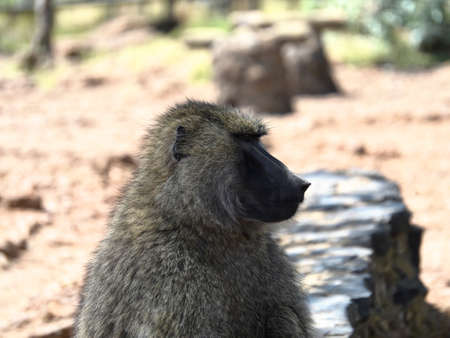 Looking monkeyの写真素材