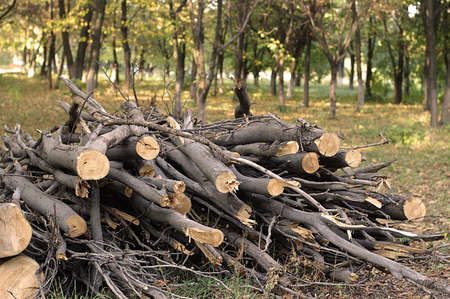 Firewood