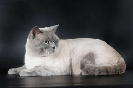 Scottish straight cat point color lying on black backgroundの写真素材