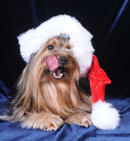 Yorkshire terrier in Santa Claus hat licks itselfの写真素材