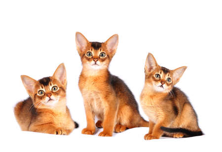 Three abyssinian kittens portrait isolated on whiteの写真素材