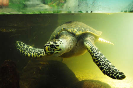 Big turtle portrait looking at camera from aquarium