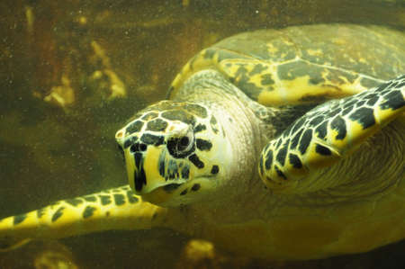 Closeup portrait of big turtle under water with air bubbles