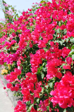 Beautiful pink flower fenceの写真素材