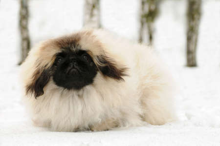 White pekinese dog in black mask at snowの写真素材