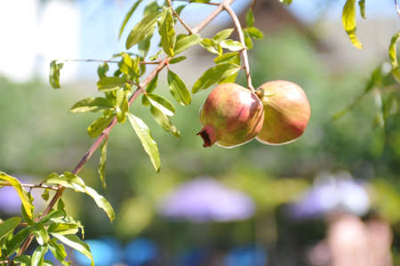 Almost ripe pomegranates on branchの写真素材