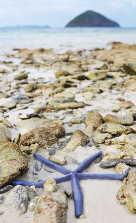 Landscape with starfish on front and mountain