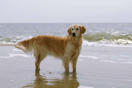 Golden retriever standing on the beach