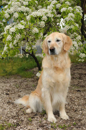 Golden retriever sits in front of blooming treeの写真素材