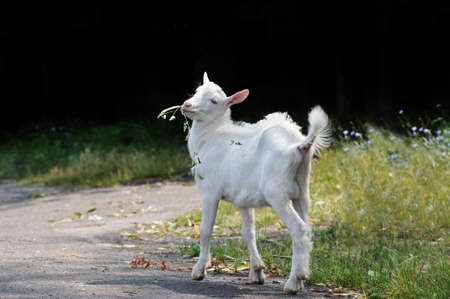 Little goatling portrait with twig