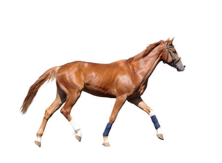 Red horse with white socks isolated on white