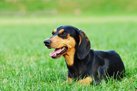 Cute dachshlund portrtait closeup outdoor