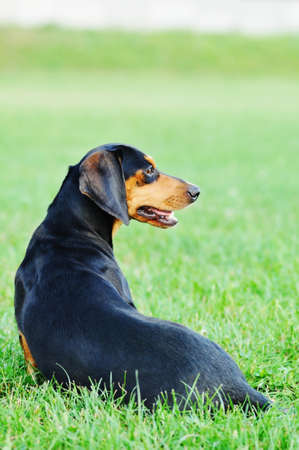 dachshund dog portrait sits in green grassの写真素材