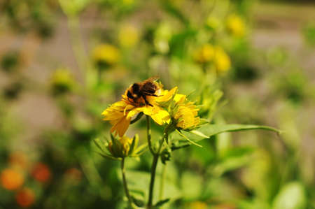 bumblebee on yellow flower closeup