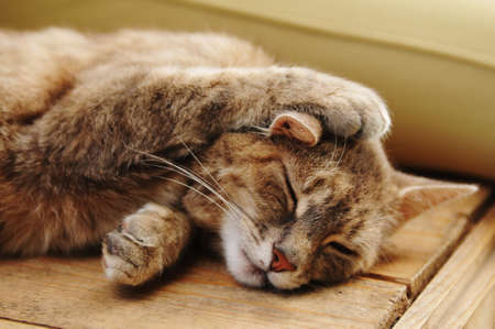 Cute sleeping cat portrait on wooden benchの写真素材