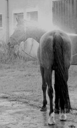 Black and white photo of horse in shower outdoorの写真素材