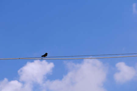 swallow on wire on clear blue sky