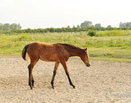 Little foal was sleeping at now going to herdの写真素材