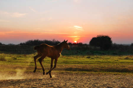 Running foal on sunsetの写真素材