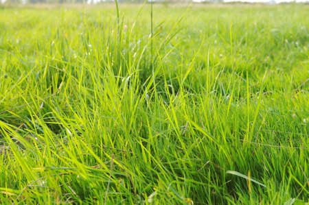 Closeup fresh green grass summer lawnの写真素材