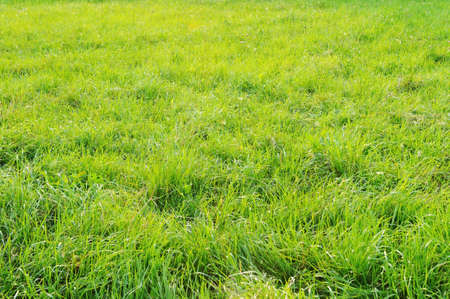 Beautiful clean green lawn in summer