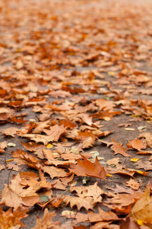 Lots of orange leaves on the ground in autumn