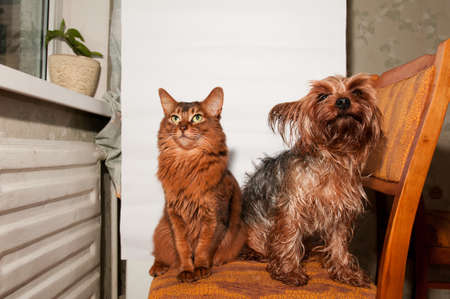 Cat and dog sits together on the chair indoorの写真素材