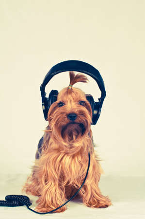 Yorkshire terrier with headphones on grey background listening to music and looking at cameraの写真素材