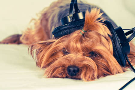Cute dog lie and listen to music with big black headphonesの写真素材