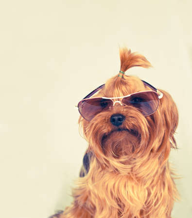 Yorkshire terrier portrait in pink sunglasses looking at cameraの写真素材